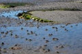 Lugworm, arenicola marina, sand casts and Bladderwrack and Gutweed Ulva intestinalis seaweed,Bembridge, Isle of Wight