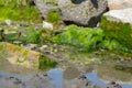 Lugworm, arenicola marina, sand casts and Bladderwrack and Gutweed Ulva intestinalis seaweed,Bembridge, Isle of Wight