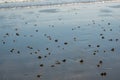 Lugworm, arenicola marina, sand casts on Shanklin Beach, Isle of Wight