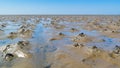 Lugworm casts on mudflats of Waddensea at low tide, Netherlands