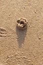 Lugworm or sandworm