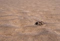 Lugworm worm cast. Aka sandworm, Arenicola marina. Signs of this marine creature on beach at low tide. Royalty Free Stock Photo