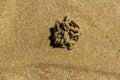 Lugworm worm cast on beach