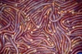 Lugworms, Guangzhou, China Royalty Free Stock Photo