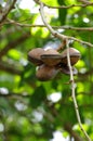 Luk Nieng - Djenkol bean fruit