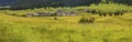 The Panorama of Lulang Meadow in Tibet