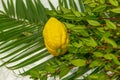 Sukkot