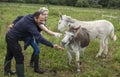 Irish IPCC staff feed the donkeys. Royalty Free Stock Photo