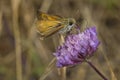 Lulworth Skipper nectaring on Field Scabious