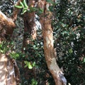 Luma apiculata (Chilean myrtle)