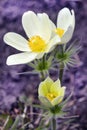 The lumbago opened or Dream grass (Latin Pulsatilla patens) Royalty Free Stock Photo