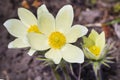 The lumbago opened or Dream grass (Latin Pulsatilla patens) Royalty Free Stock Photo