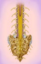 Lumbar and sacral nerve branch illustration.