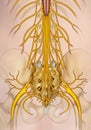 Lumbar and sacral nerve branch illustration.
