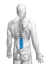 Lumbar spine