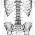 The lumbar spine