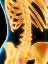 The lumbar spine Royalty Free Stock Photo