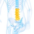 The lumbar spine