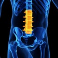 The lumbar spine Royalty Free Stock Photo