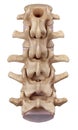 The lumbar spine