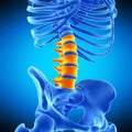 The lumbar spine