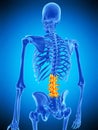 The lumbar spine Royalty Free Stock Photo