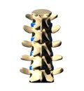 Lumbar Spine - Posterior view Royalty Free Stock Photo