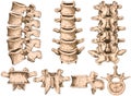 Lumbar spine structure, vertebral bones, anterior, lateral, posterior, superior view