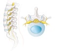 Lumbar spine and lumbar vertebra, labeled anatomical illustration