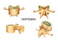 Lumbar vertebra in different position