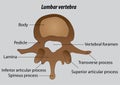Lumbar vertebra labeled vector drawing illustrations