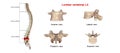 Lumbar vertebrae L4