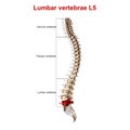 Lumbar Vertebrae L5