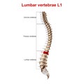 Lumbar Vertebrae L1