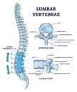 Lumbar vertebrae part of spine and anatomical structure outline diagram Royalty Free Stock Photo