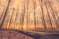 Lumber in a forest at sunrise