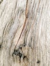 Lumber organic texture close-up, natural wooden background. An old tree trunk with stripes and cracks. Royalty Free Stock Photo