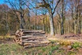 A lumber pile in a natural forest on a sunny summer afternoon. A heap of logs outdoors in the woodlands after being cut Royalty Free Stock Photo