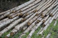 Lumber stored at forest floor