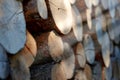 Lumber, wood and closeup with pile, forest and tree plant with deforestation and timber for firewood supply. Log, nature