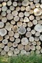 Lumber, wood and outdoor with pile, forest and birch tree with deforestation and timber for firewood supply. Log, nature Royalty Free Stock Photo