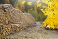 View of a lumber yard with large piles of prepared tree trunks with autumn forest in the background Royalty Free Stock Photo