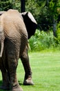 Lumbering Away Elephant Royalty Free Stock Photo