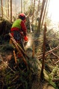 Lumberjack with chainsaw working in the forest