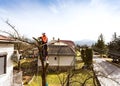 Lumberjack with chainsaw and harness pruning a tree. Royalty Free Stock Photo