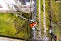 Lumberjack with chainsaw and harness pruning a tree. Royalty Free Stock Photo