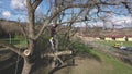 Lumberjack with chainsaw and harness pruning a tree. Royalty Free Stock Photo