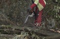 Lumberjack with chainsaw working in the forest