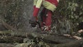 Lumberjack with chainsaw working in the forest