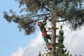 Lumberjack cutting a big tree